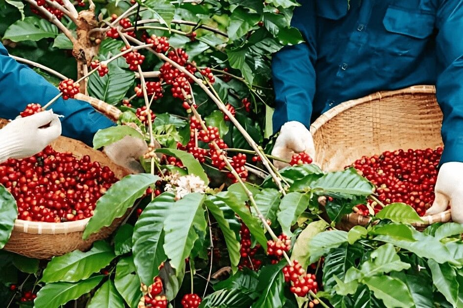 Cà phê Đắk Lắk - Một trong những sản phẩm thế mạnh của xuất khẩu Việt Nam